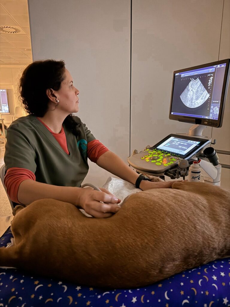 Servicios Veterinarios en Las Aguilas Madrid