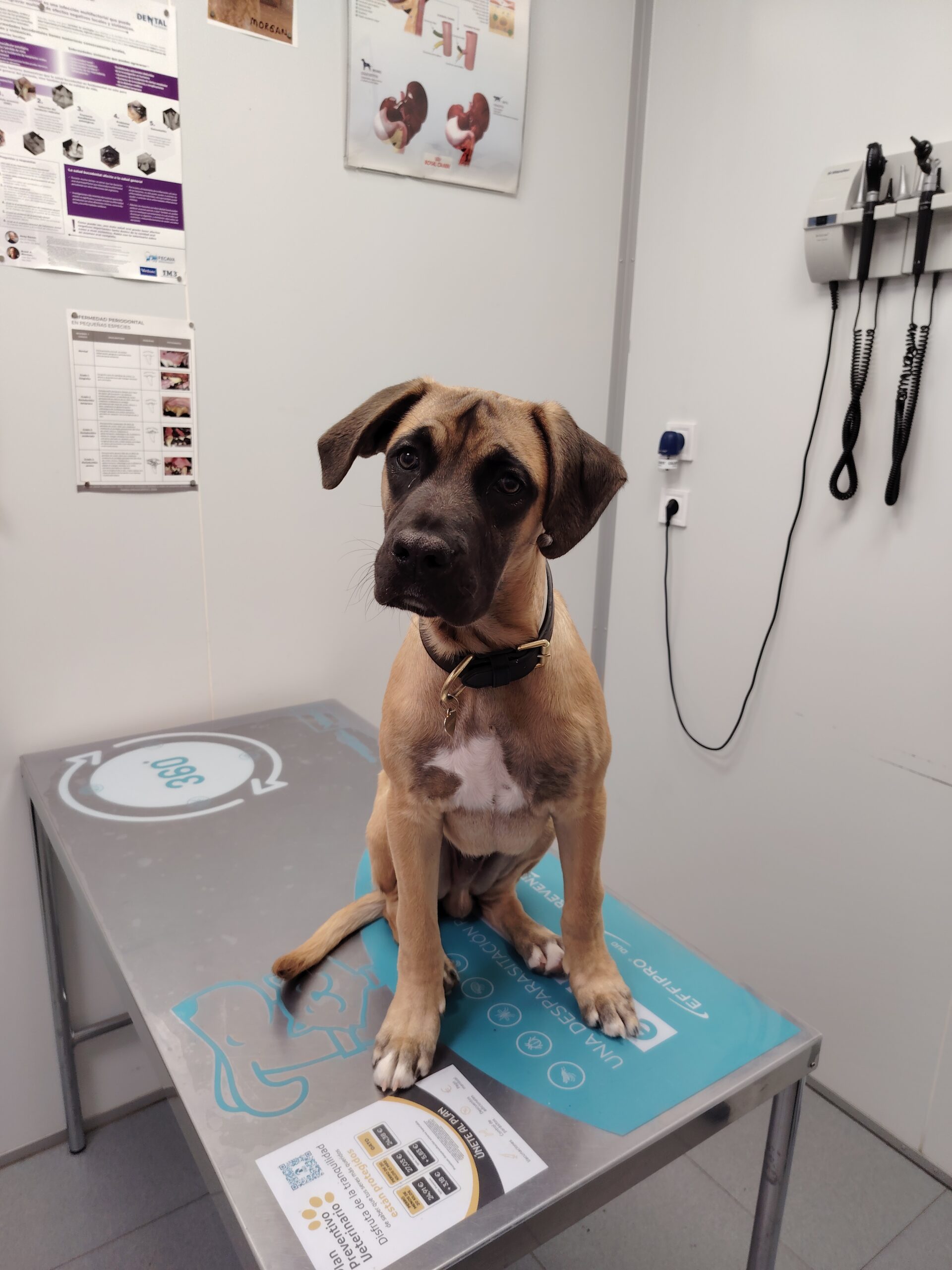 Servicios Veterinarios en Las Aguilas Madrid