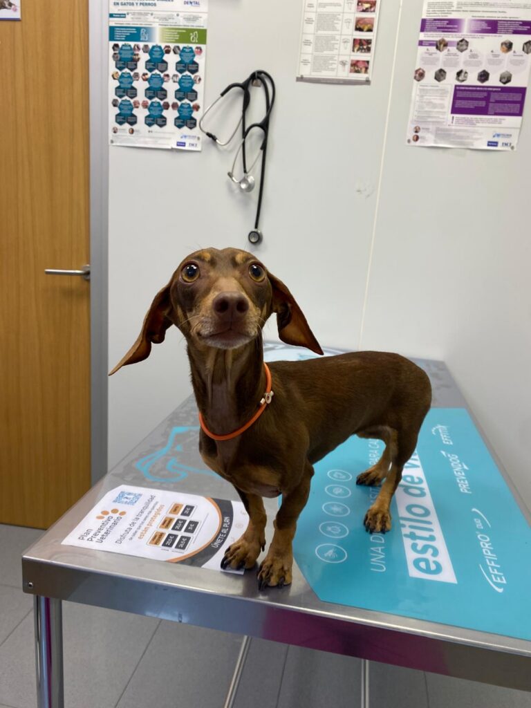 Servicios Veterinarios en Las Aguilas Madrid